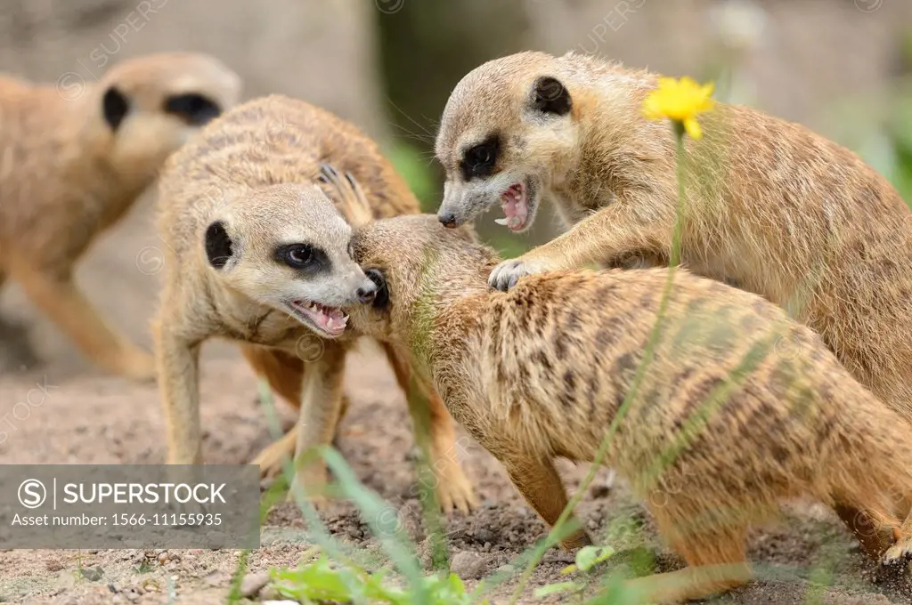 Close-up of a group of playing meerkat or suricate (Suricata suricatta) in spring.