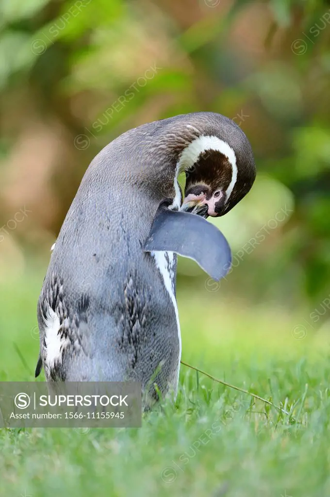 Close-up of a Humboldt penguin (Spheniscus humboldti) on a meadow in spring.