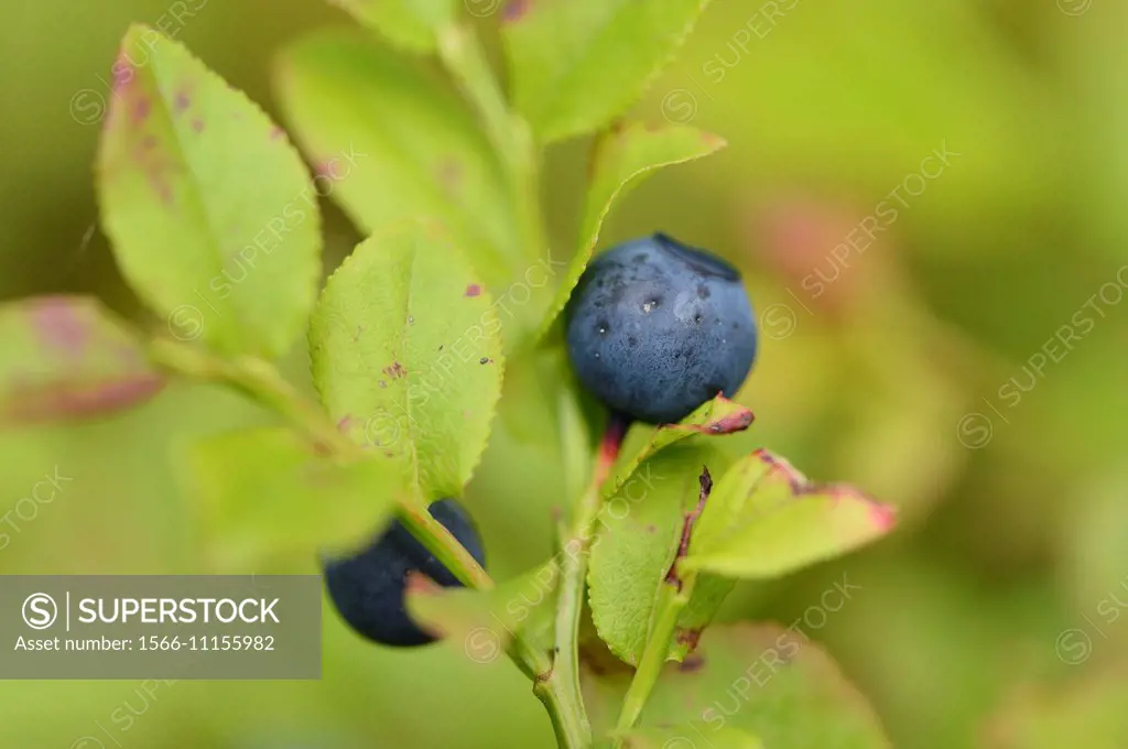 Close-up of European blueberry (Vaccinium myrtillus) fruits in a forest in spring.