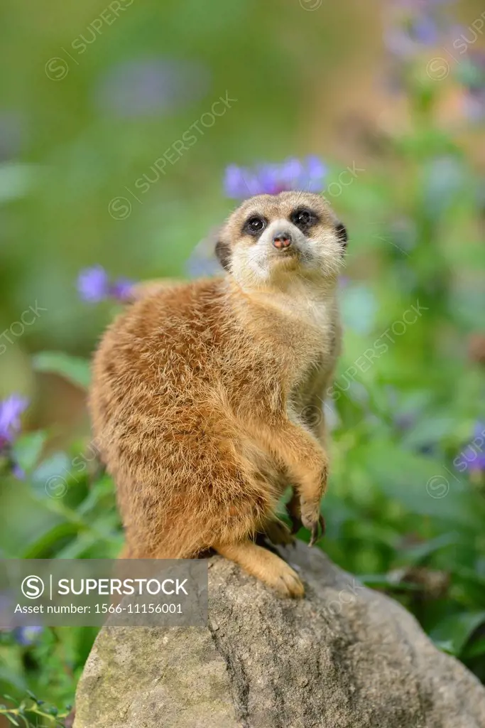 Close-up of a meerkat or suricate (Suricata suricatta) sitting on a rock in spring.