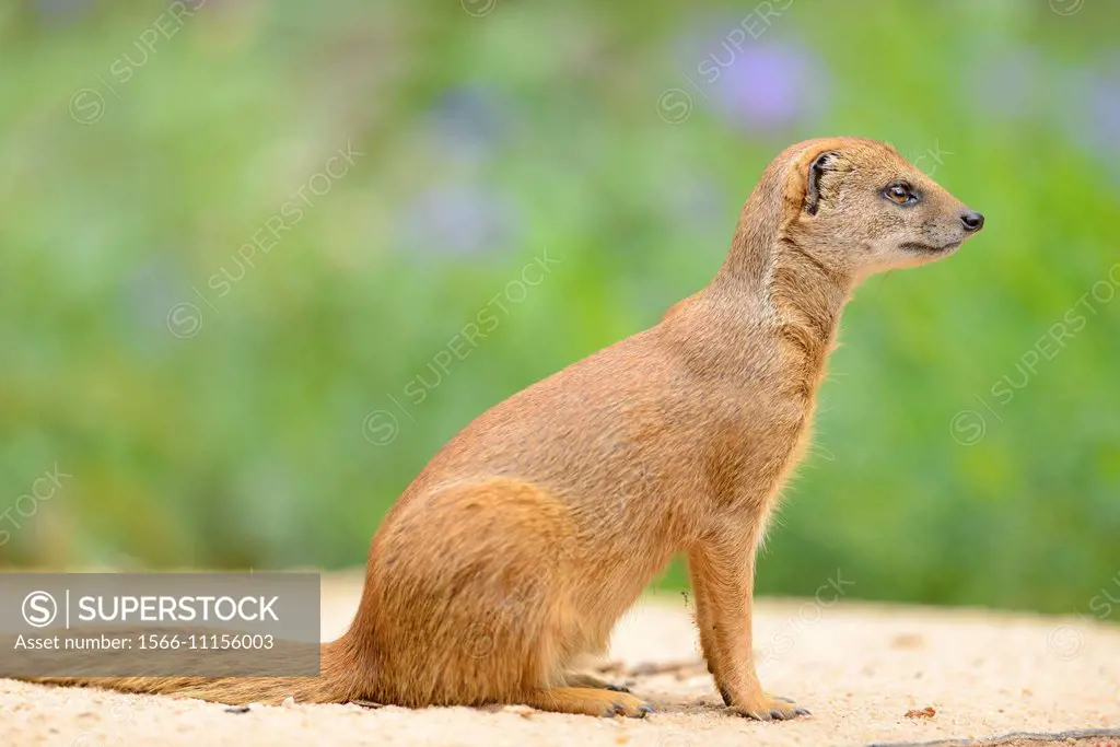 Close-up of a yellow mongoose (Cynictis penicillata) in spring.