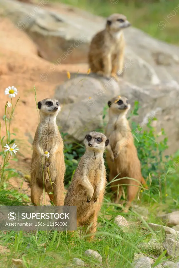 Close-up of a group of meerkat or suricate (Suricata suricatta) in spring.