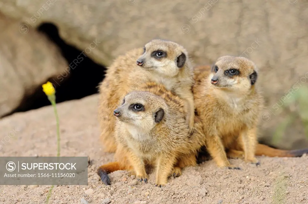 Close-up of a group of meerkat or suricate (Suricata suricatta) in spring.