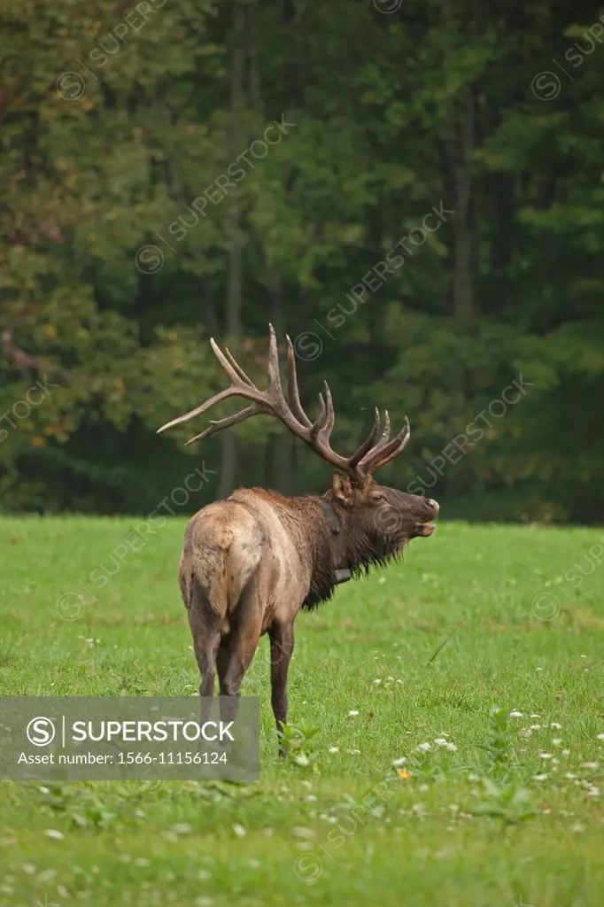 North American elk, (Wapiti), Cervus elaphus, Pennsylvania, during rutting season. USA