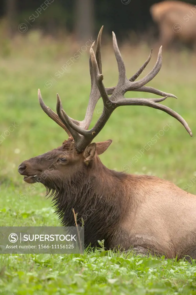 North American elk, (Wapiti), Cervus elaphus, Pennsylvania, during rutting season, USA