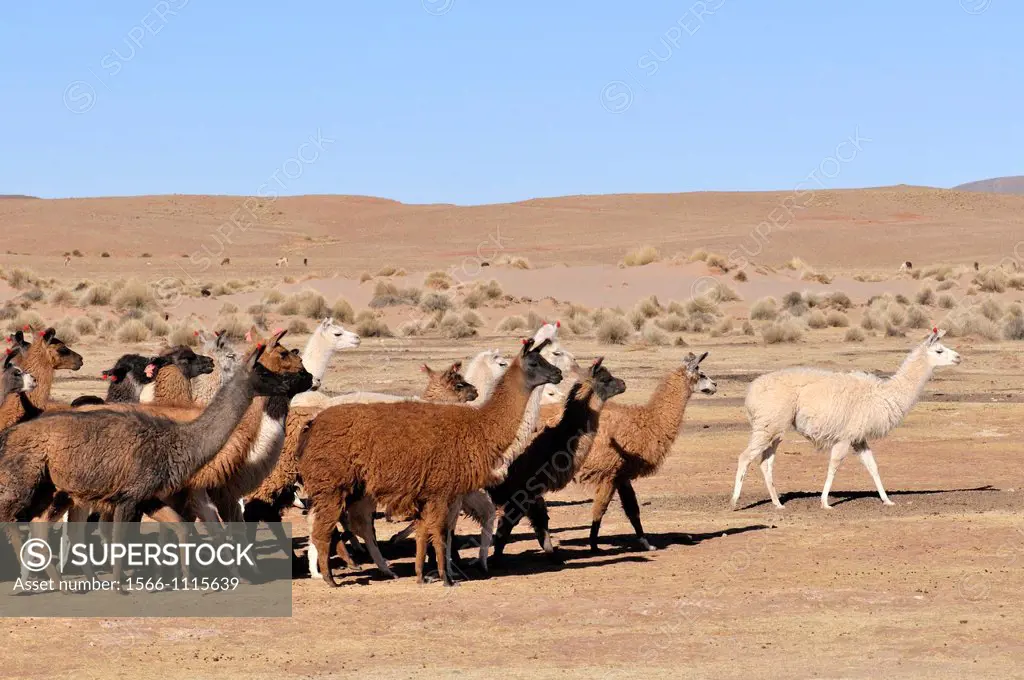 Lama is the modern genus name for two South American camelids, the wild guanaco and the domesticated llama. Before the Spanish conquest of the America...