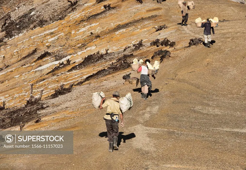 Miners carrying heavy loads of sulphur at the Kawah Ijen volcanic crater, Java, Indonesia.