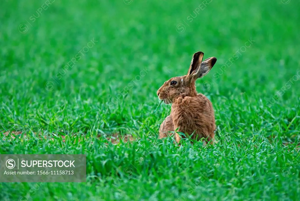 European Brown (Common) Hare- Lepus europaeus, feeding. Spring. Uk.