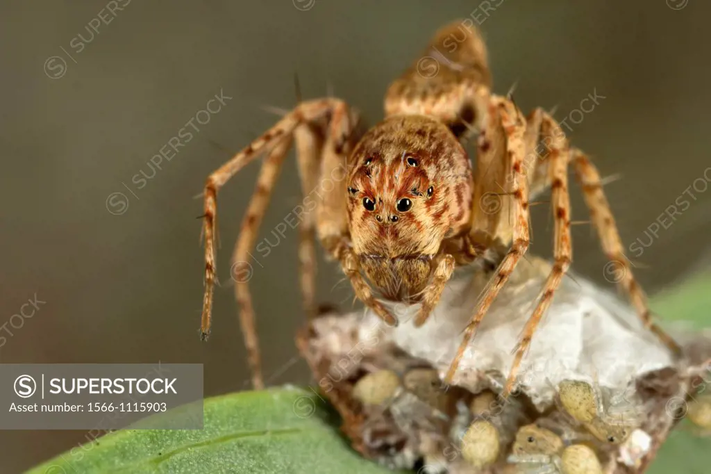 Jumping spider guarding its eggs. Image taken at Kampung Satau, Singai, Sarawak, Malaysia.