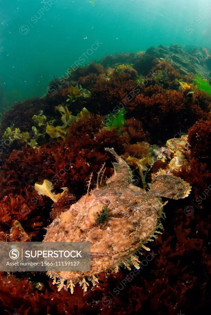 Monkfish hidden on the sea floor in Brittany, France. Lophius piscatorius.