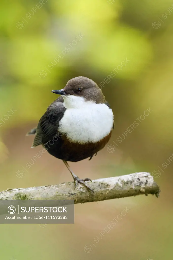 White throated Dipper (Cinclus cinclus) perched on a branch, standing on one leg, comfort behaviour, bright coloured background, wildlife, Europe.