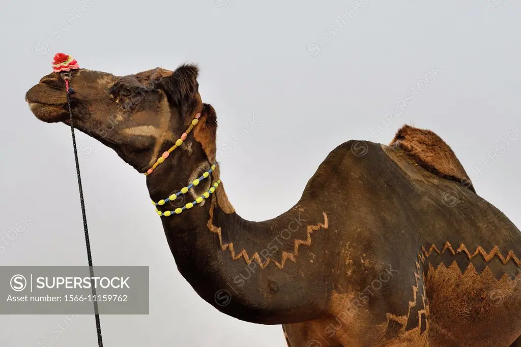 India, Rajasthan, Pushkar camel fair, Elaborately decorated camel.