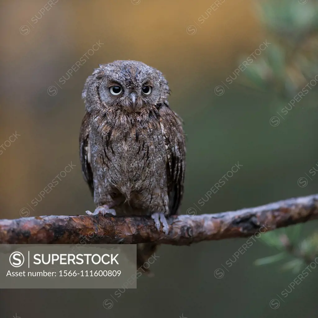 Scops Owl / Zwergohreule ( Otus scops ), perched on a branch of a pine tree, nice clean background, funny little bird, Europe.