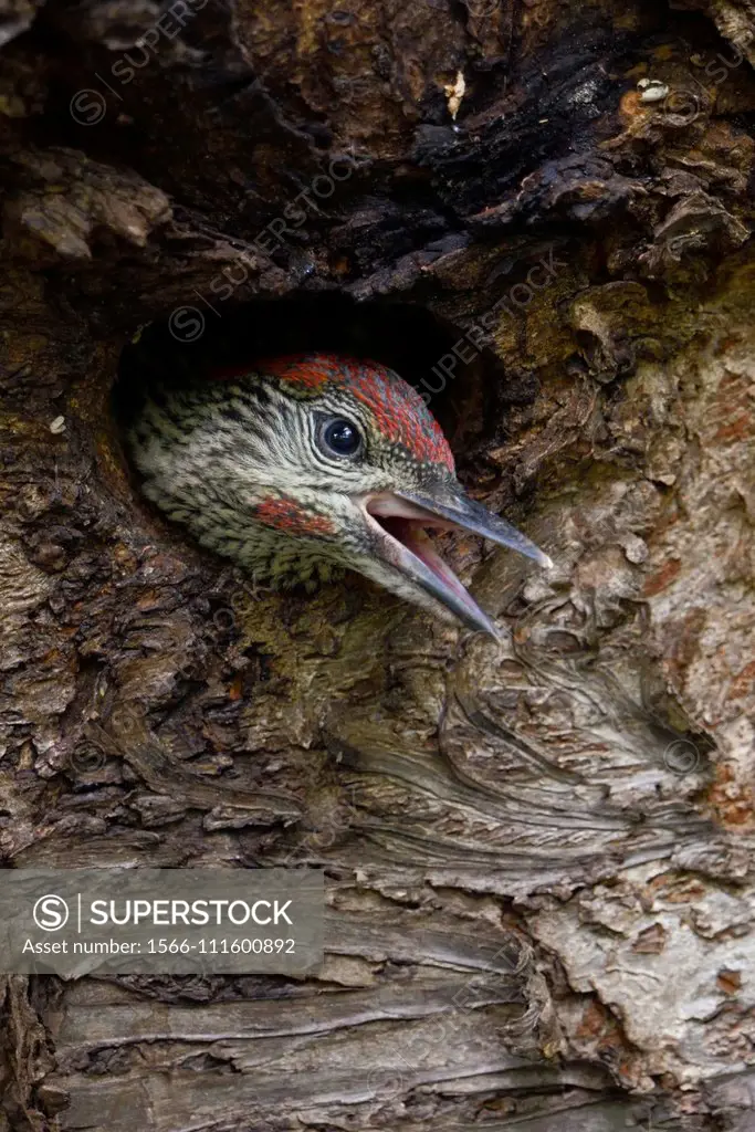 Green Woodpecker / Grünspecht ( Picus viridis ), juvenile, chick, young looking out of its nest hole, Europe.