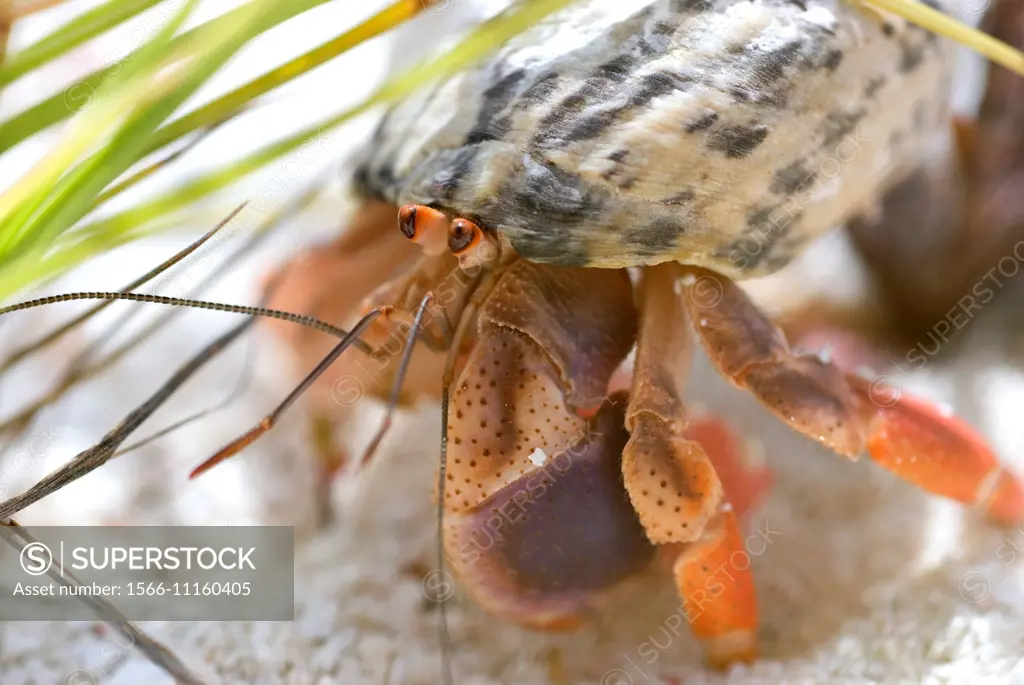 A hermit crab toting his shell. Venezuela.