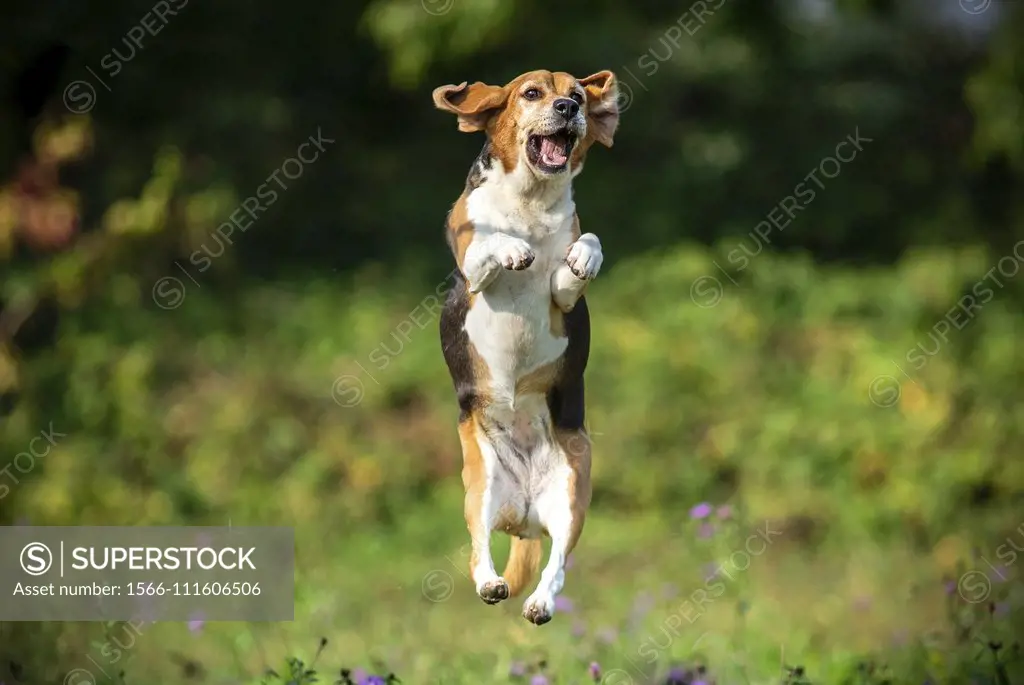 Milano province, Lombardy, Italy, Europe. Beagle dog is jumping up in a park.