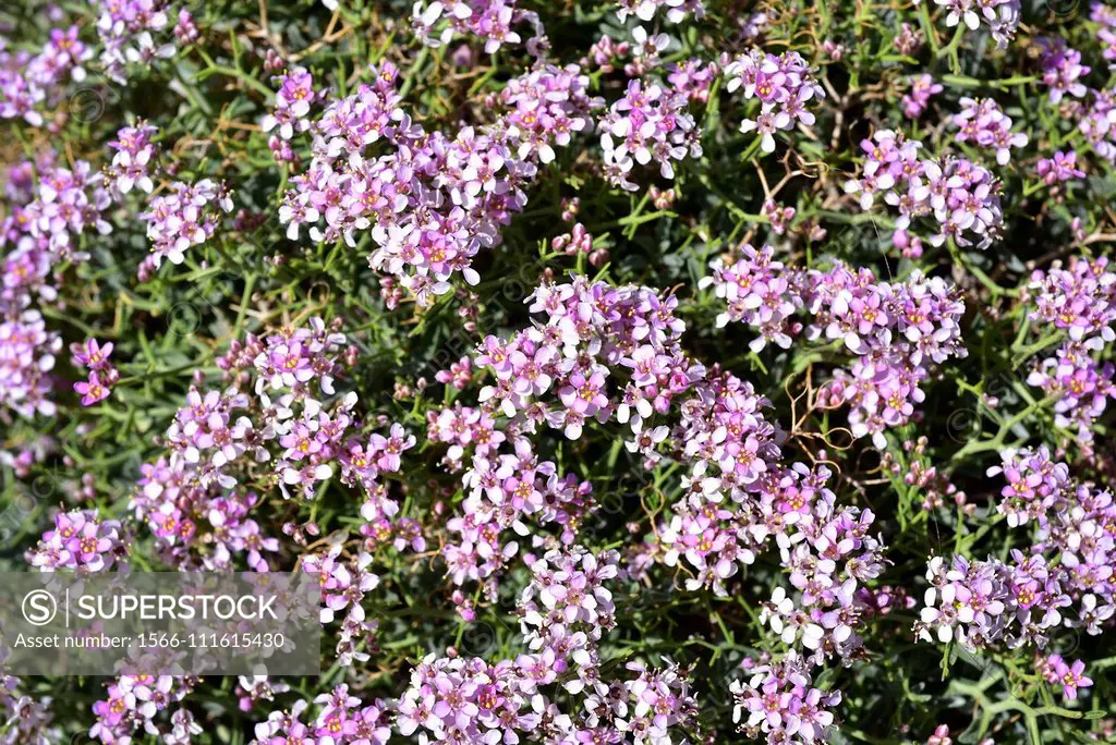 Rascaculos (Hormathophylla spinosa, Alyssum spinosum or Ptilotrichum spinosum) is a spiny cushion-shaped plant native to western Mediterranean Basin. ...