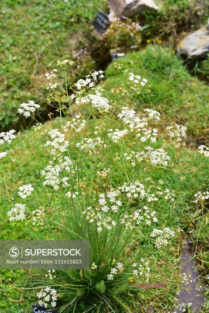 Whorled caraway (Carum verticillatum) is a perennial herb. This photo was taken in Sierra Nevada National Park, Granada province, Andalucia, Spain.