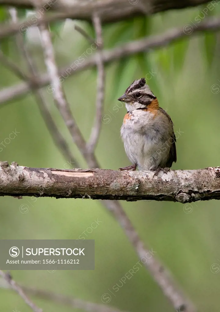 Subadult Rufous-collared Sparrow, Zonotrichia capensis, Parana Delta, Buenos Aires province, Argentina, South America