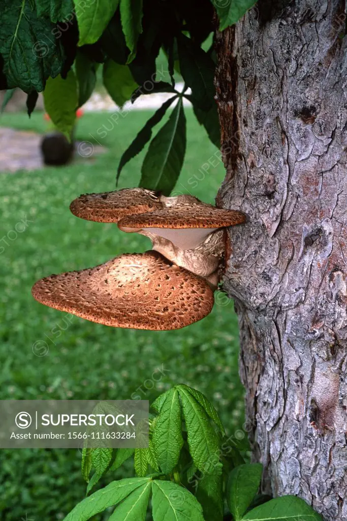 Dryad's saddle (Polyporus squamosus or Cerioporus squamosus) is a fungus that grows on a dead or living trees. This photo was taken in Valle de Aran, ...