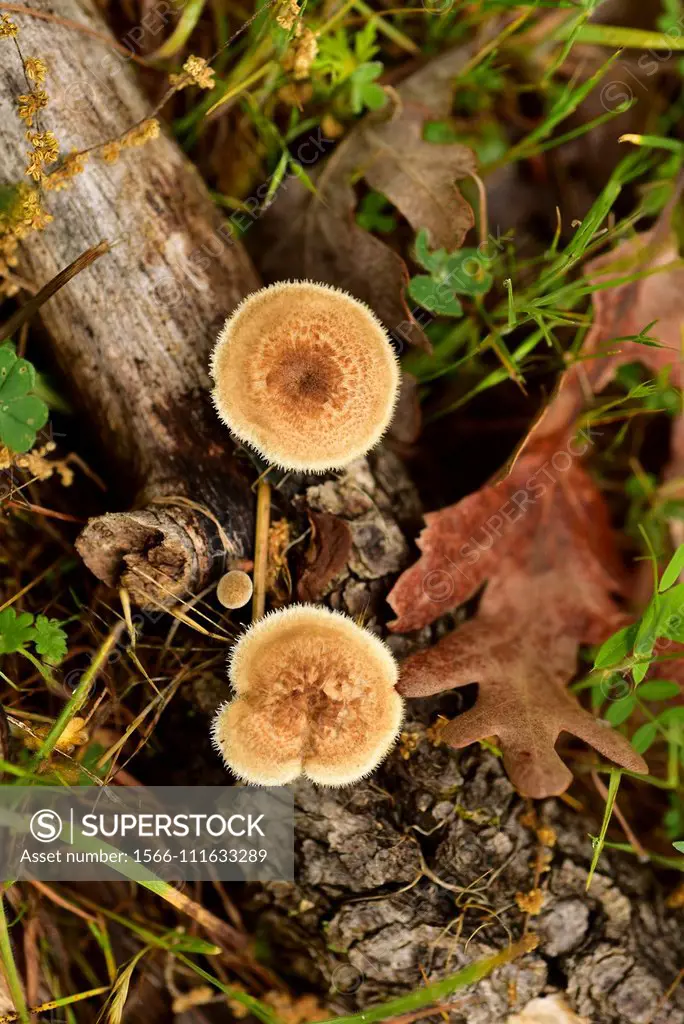 Fringed polypore (Polyporus arcularius) is a mushroom that grow on deciduous trees. This photo was taken in Arribes del Duero Natural Park, Zamora pro...