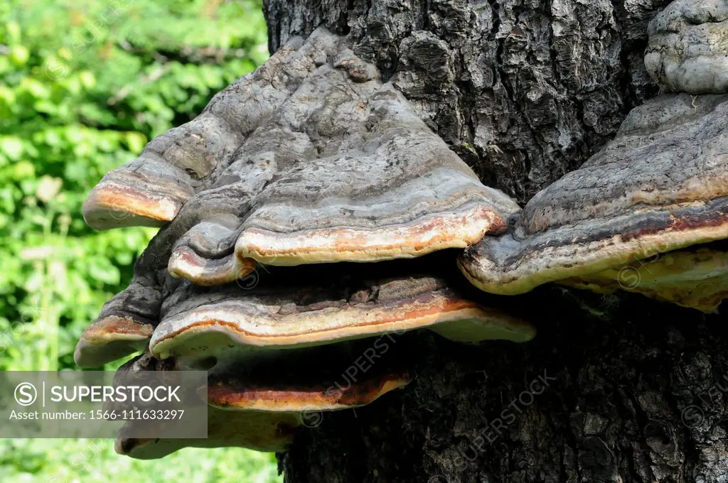Phellinus pini is a parasitic fungus that grows on coniferous trunks. This photo was taken in Valle de Aran, Lleida province, Catalonia, Spain.