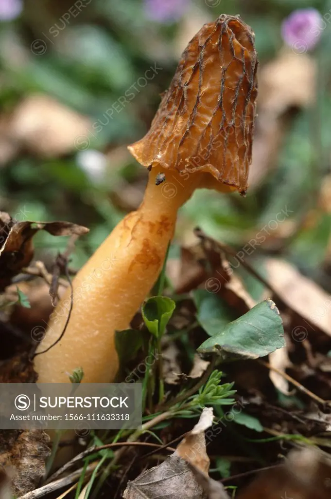 Half-free morel (Morchella semilibera) is an edible mushroom. This photo was taken in Lleida Pyrenees, Catalonia, Spain.