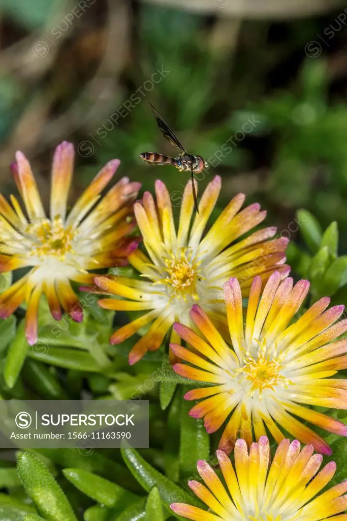 Elongate Aphid Fly (Baccha elongata) Hunting near Ice Plant (Delosperma cooperi) Flower.
