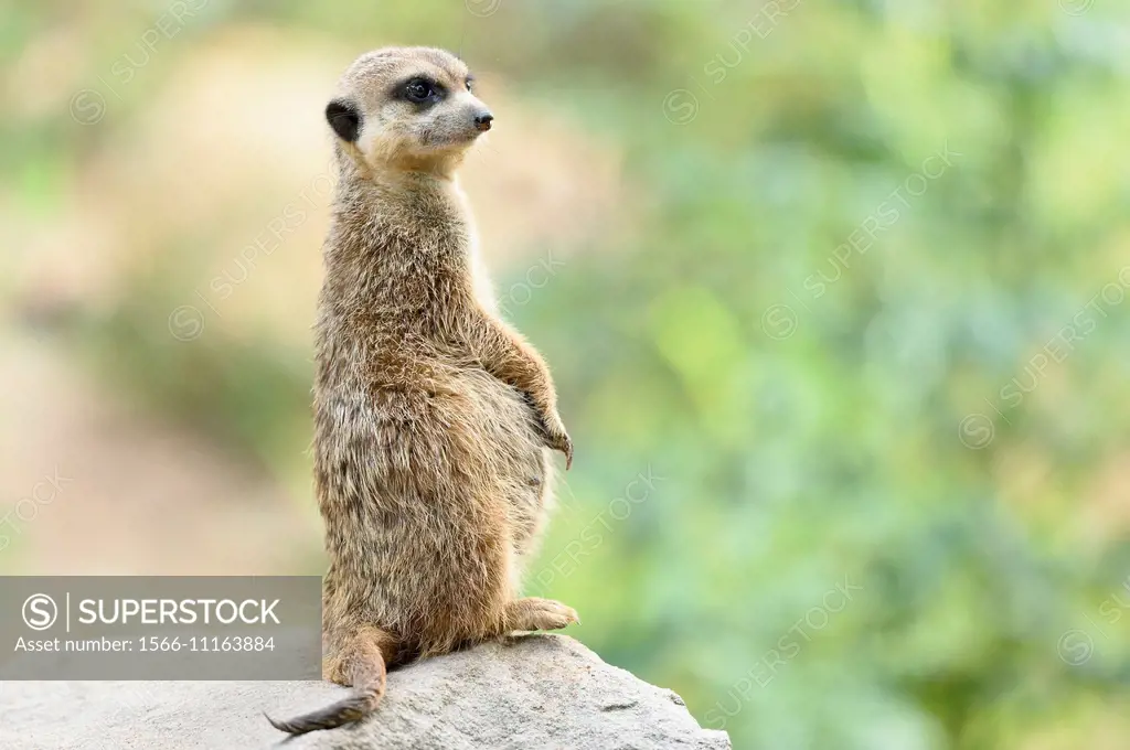 Pregnant Meerkat or Suricate (Suricata suricatta) standing vigilant on a rock.