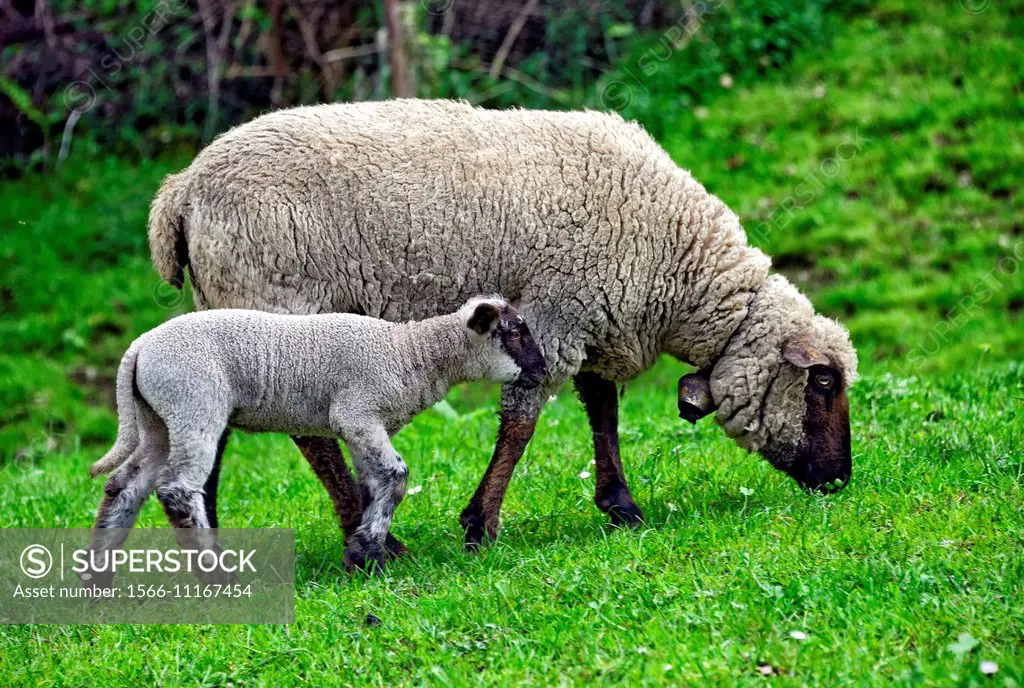 sheep mother with baby sheep, Switzerland.