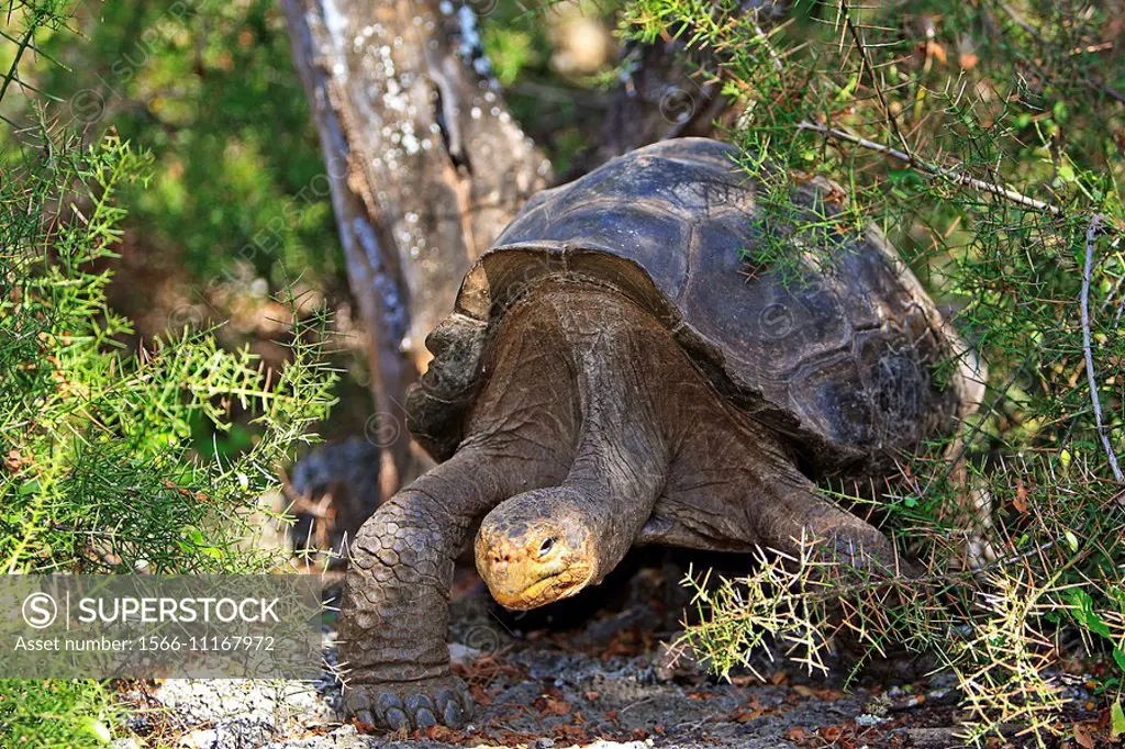 Giant Tortoise (Geochelone elephantopus), Tortoises studies center, Charles Darwin foundation, Santa Cruz island, Galapagos islands