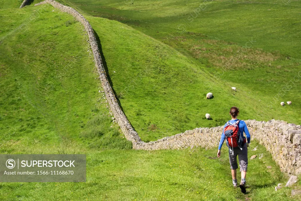 A hiker walking alongside Hadrians Wall near Crag Lough in Northumberland, England, UK.