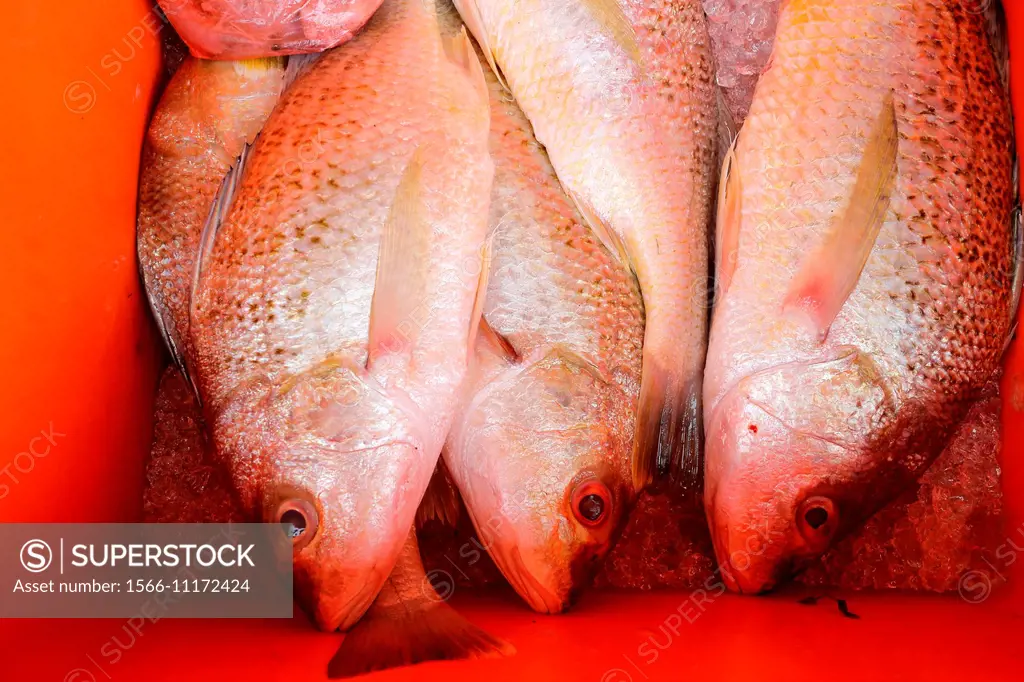 Fresh fish in ice box