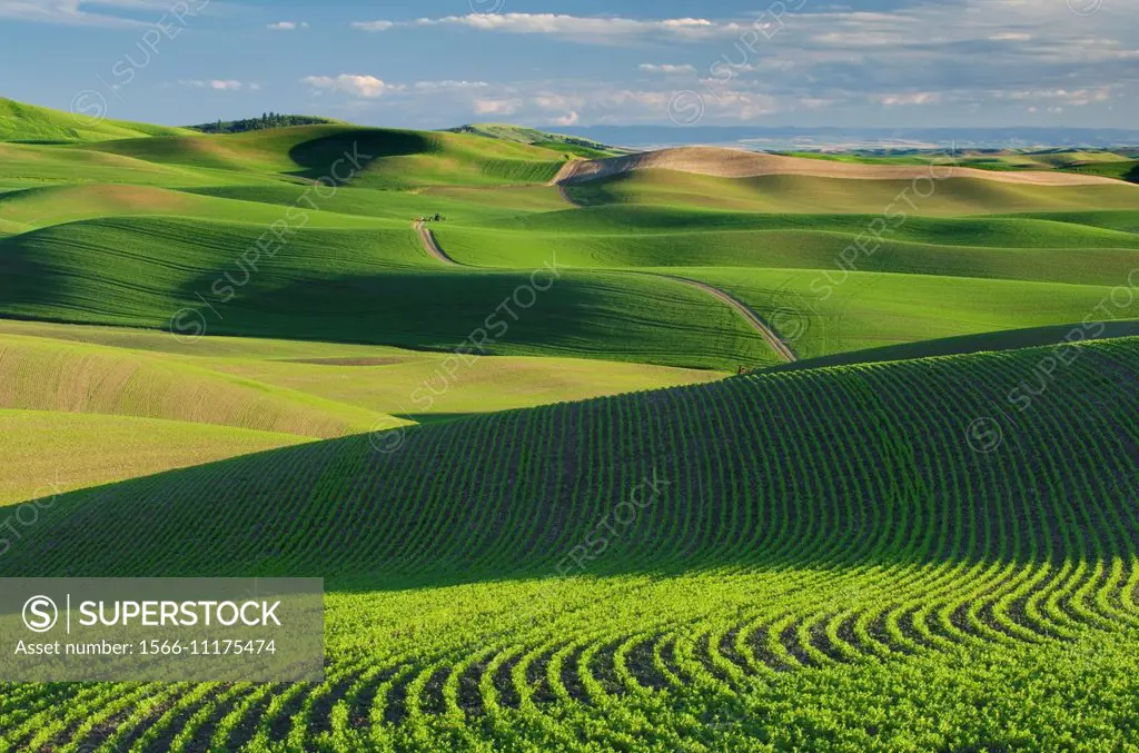 Rolling hills of green wheat fields in the Palouse region of the Inland Empire of Washington.
