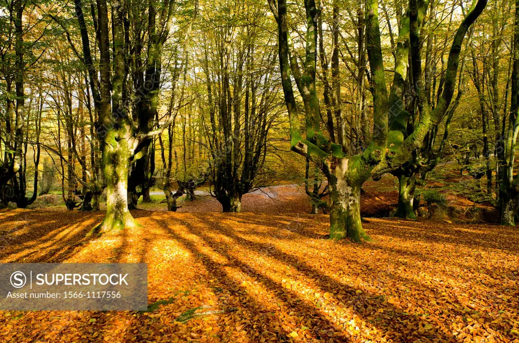 Otzarreta forest in autumn,, Gorbea Nature Park, Zeanuri, Biscay, Basque Country, Spain.