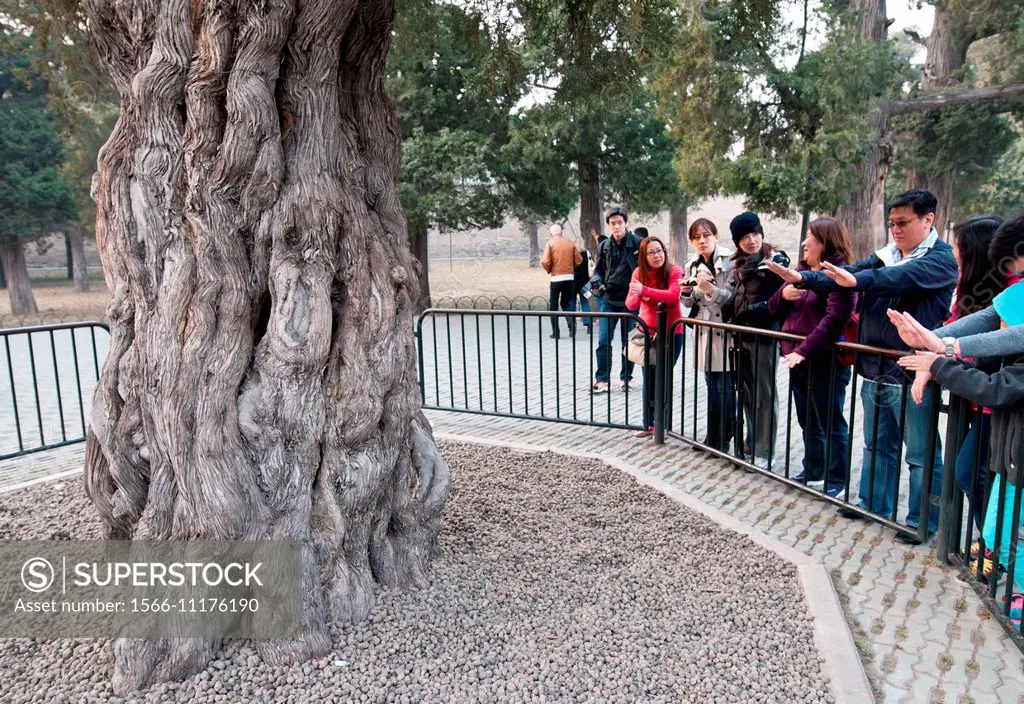 Tourists in front of The Nine-Dragon Juniper - over 500 years old Chinese Juniper tree (Juniperus chinensis) in taoist Temple of Heaven, Beijing.