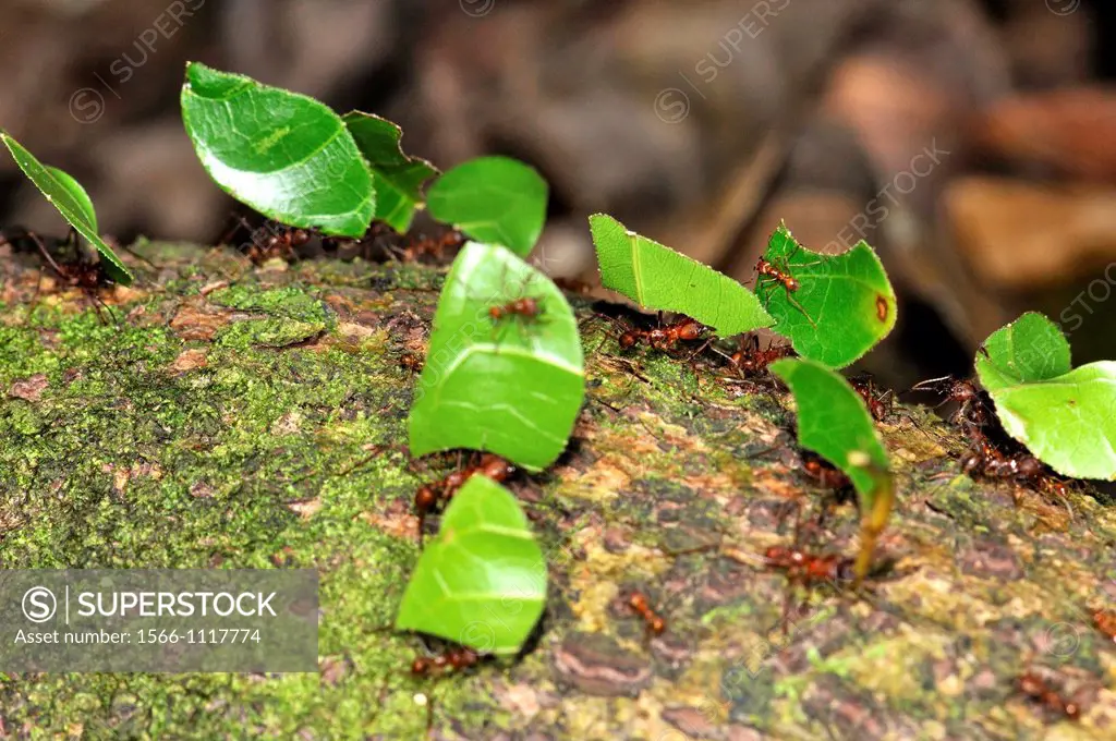 Leafcutter ants, a non-generic name, are any of 47 species of leaf-chewing ants belonging to the two genera Atta and Acromyrmex. These species of trop...