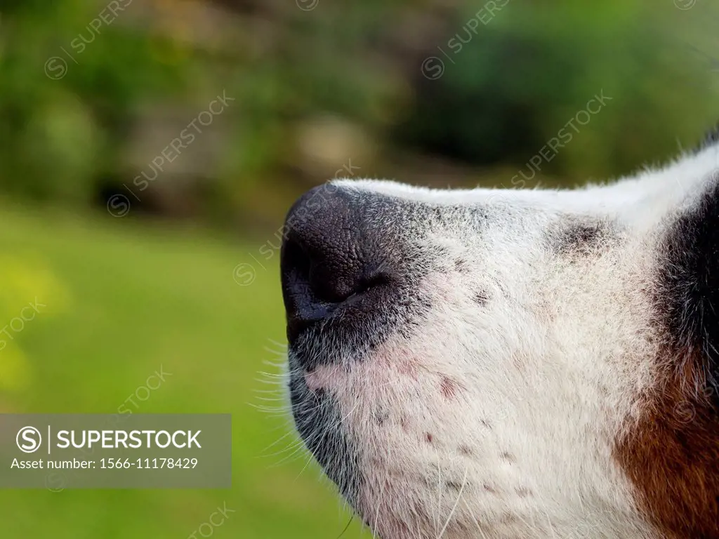 A young Bernese mountain dog-close up of nose.