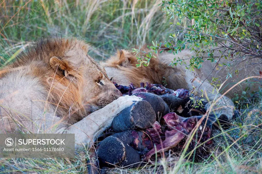 Male lions (Panthera leo) feeding on elephant baby at the Linyanti Reserve near the Savuti Channel in northern part of Botswana.
