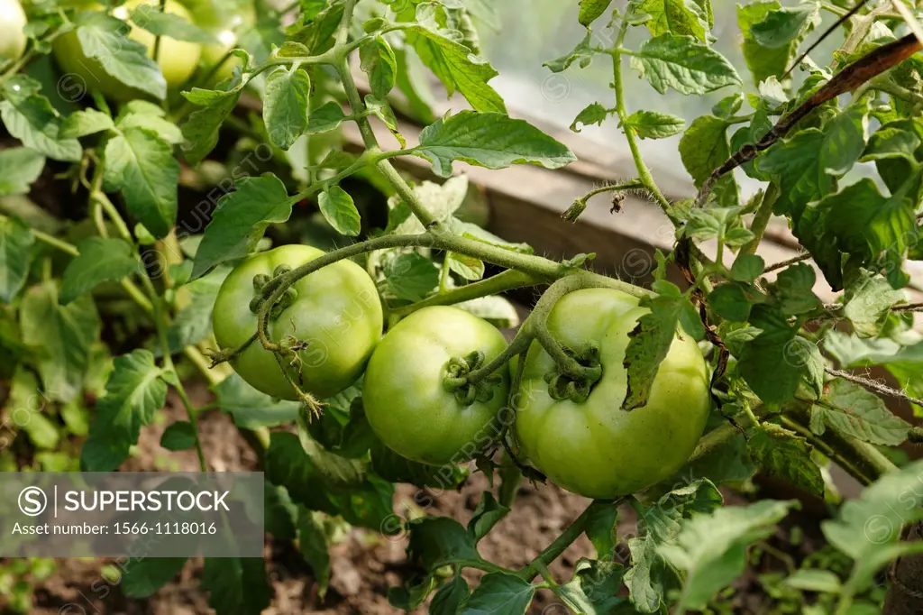 Organic tomatoes in greenhouse  Scientific name: Solanum lycopersicum, or Lycopersicon esculentum