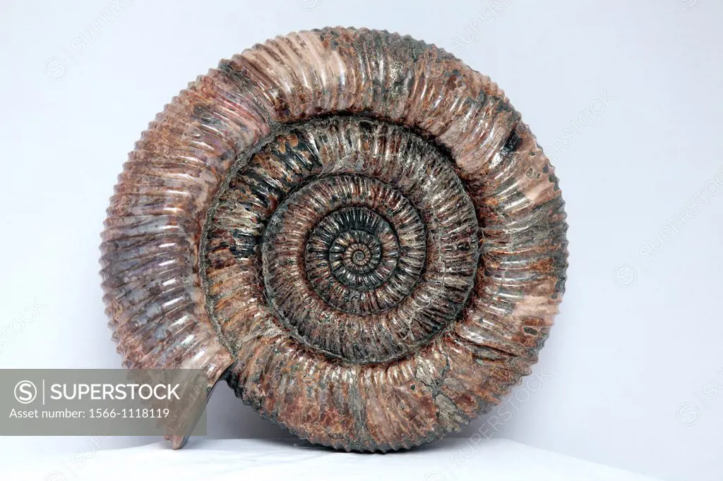 Ammonite fossil, Speetoniceras sp