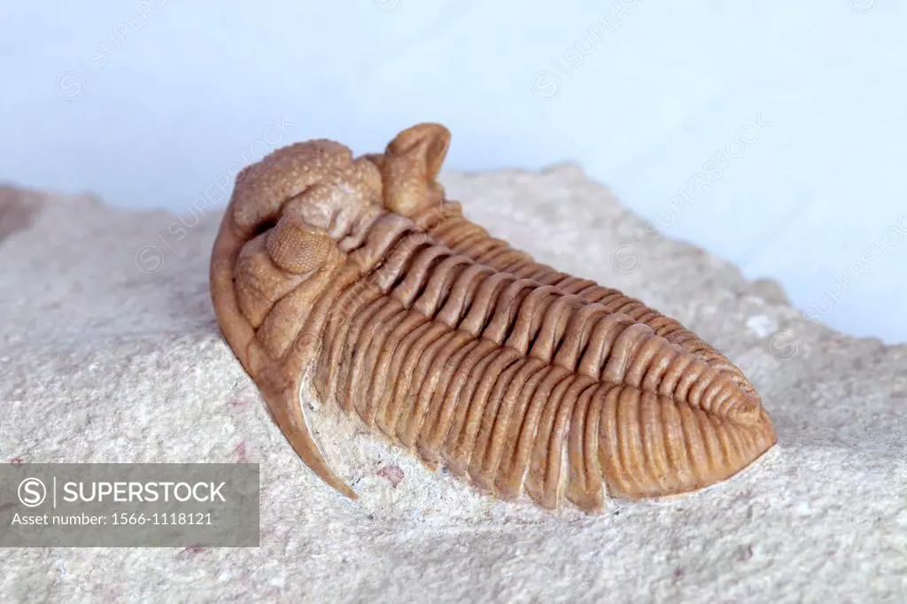 Trilobite fossil, Chasmops sp , 450 milion years