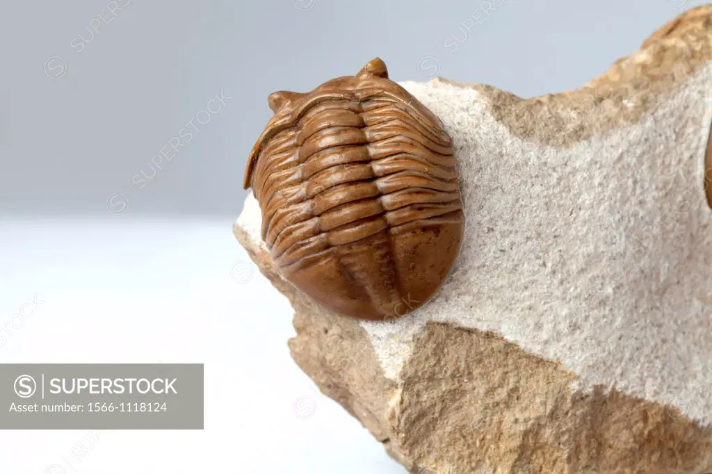 Trilobite fossil, Asaphus lepidurus, 450 milion years