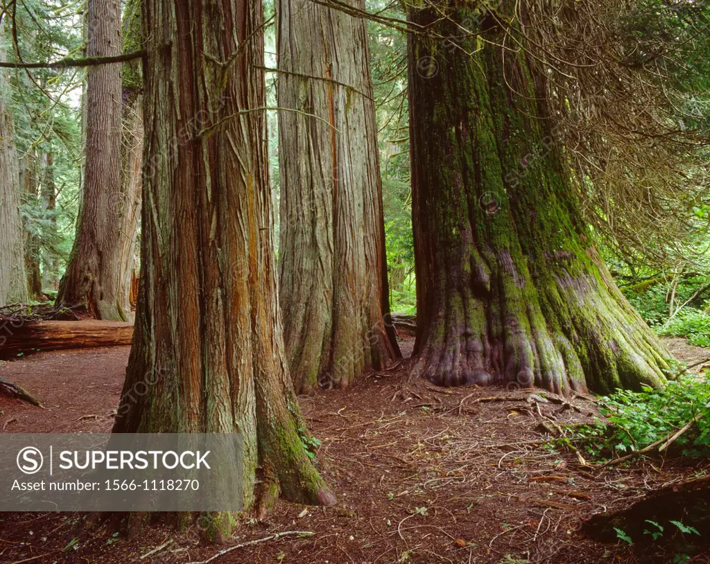 Ancient western red cedars Thuja plicata, Grove of the Patriarchs, Mt  Rainier National Park, Washington, USA