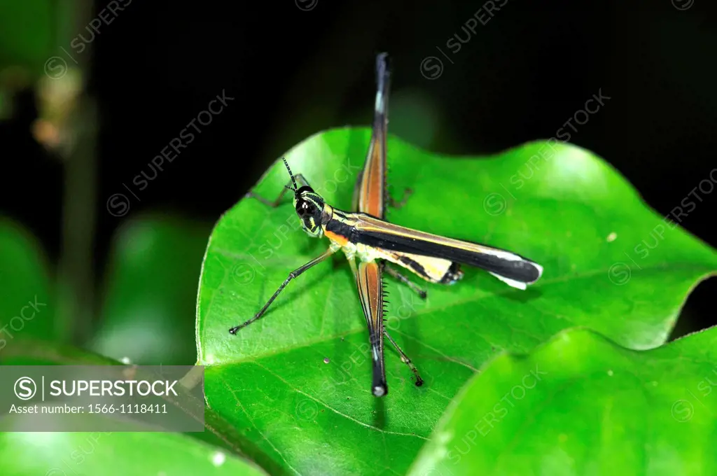 Grasshopper, Madidi National Park in the upper Amazon river basin in Bolivia.
