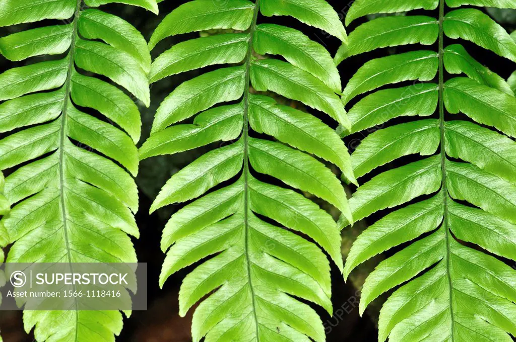 Leaves, Madidi National Park in the upper Amazon river basin in Bolivia