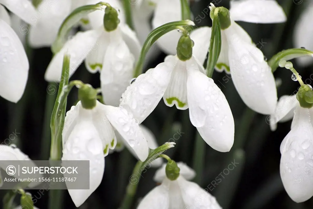 Snowdrops coated with early morning dew drops.