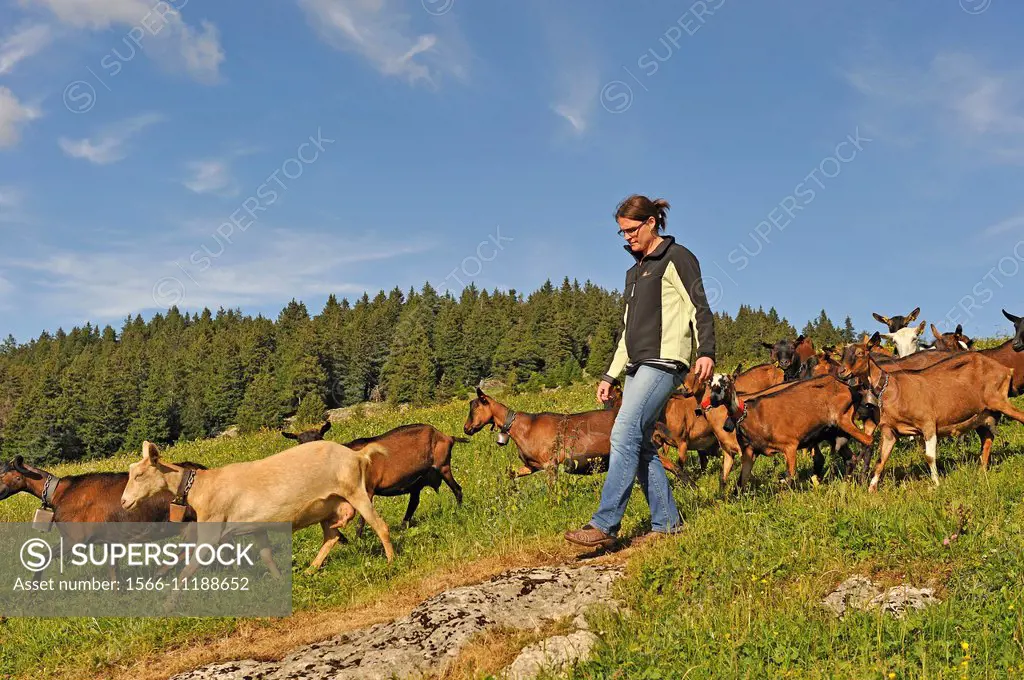 herd of goats in the high mountain pasture, farm of Brunet family, Semnoz Mountain in the Bauges range, Haute-Savoie department, Rhone-Alpes region, F...
