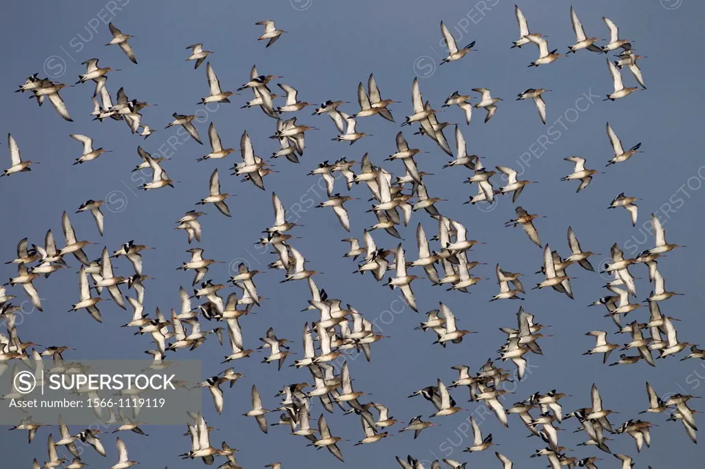 Black-tailed Godwits Limosa limosa in flight over marshes
