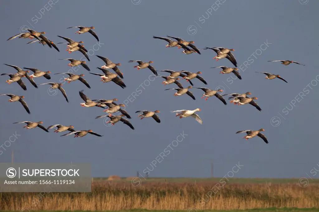 Greylag Goose Anser anser flock in flight and single white plumage bird
